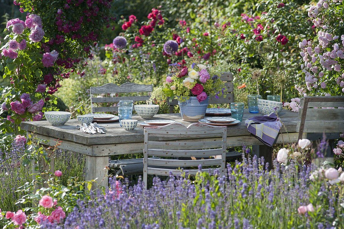 Gedeckter Tisch zwischen Beeten mit Lavendel (Lavandula) und Rosa