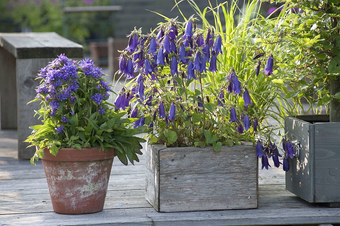 Campanula punctata X trachelium 'Sarastro' (bellflower)