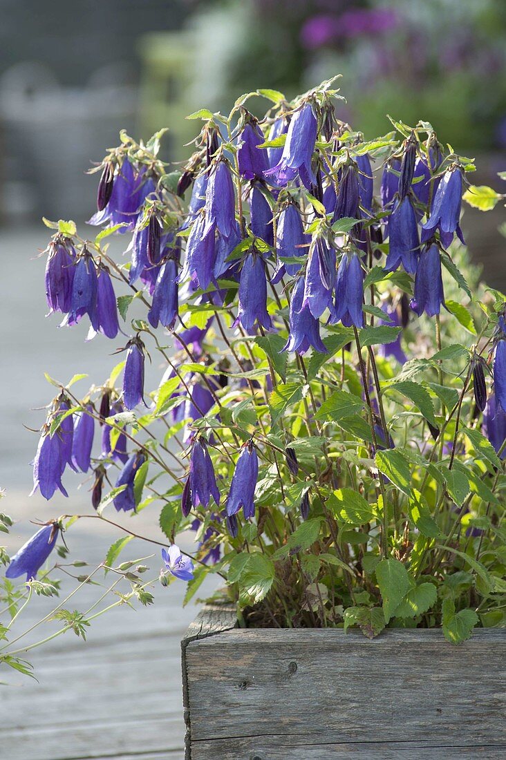 Campanula punctata X trachelium 'Sarastro' (bellflower)