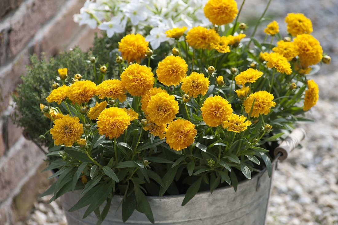 Coreopsis grandiflora Solanna 'Golden Ball'