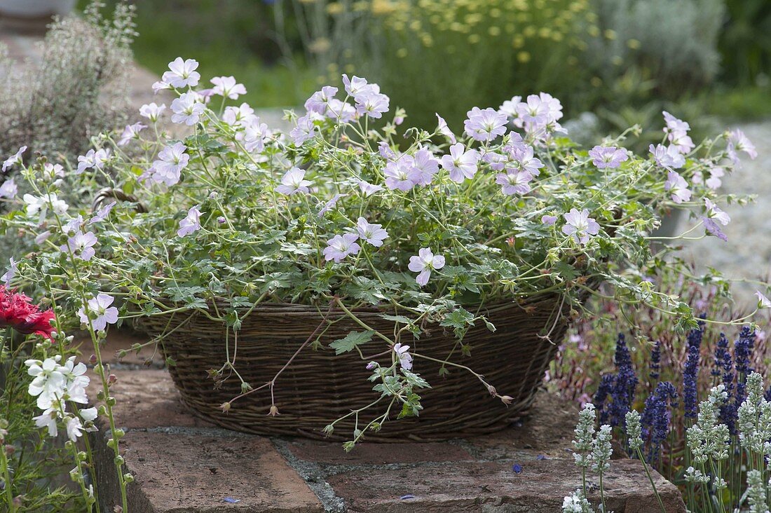 Geranium renardii - Kaukasus-Storchschnabel in Korb-Schale