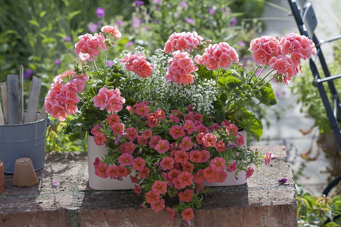 Pelargonium zonal 'Classic Helena', Calibrachoa