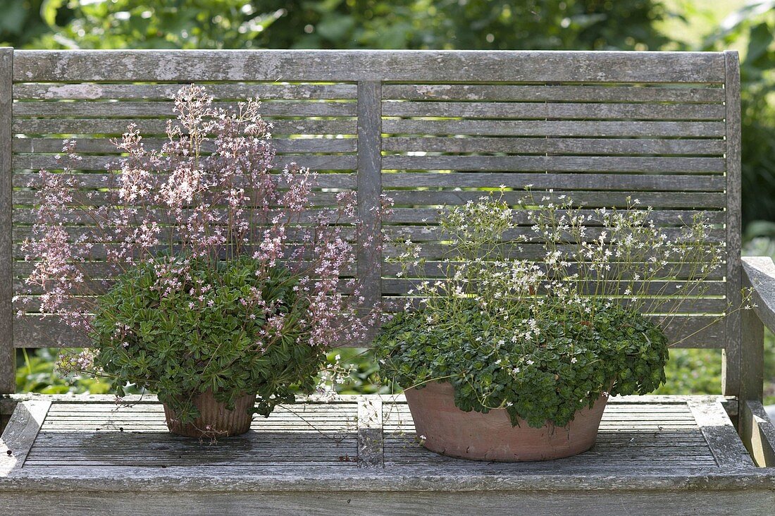 Saxifraga X urbium 'Clarence Elliott' Pink, 'London Pride' White