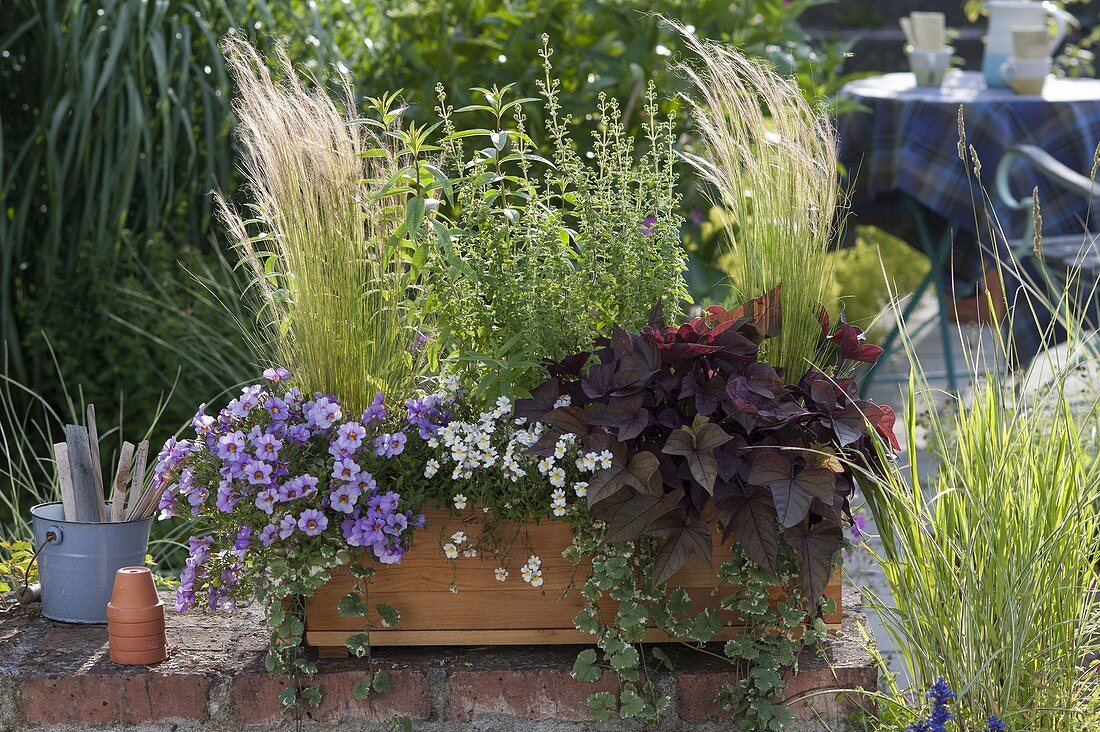 Wooden box with Calibrachoa Unique 'Lavender'