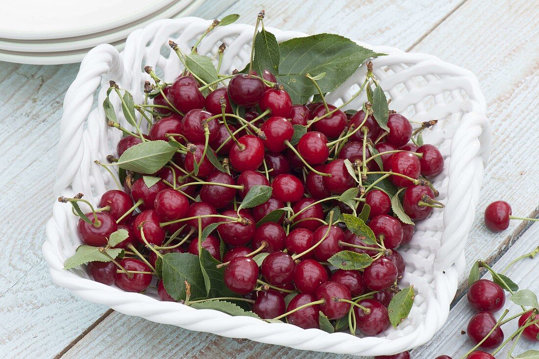 Bowl with freshly picked sweet cherries