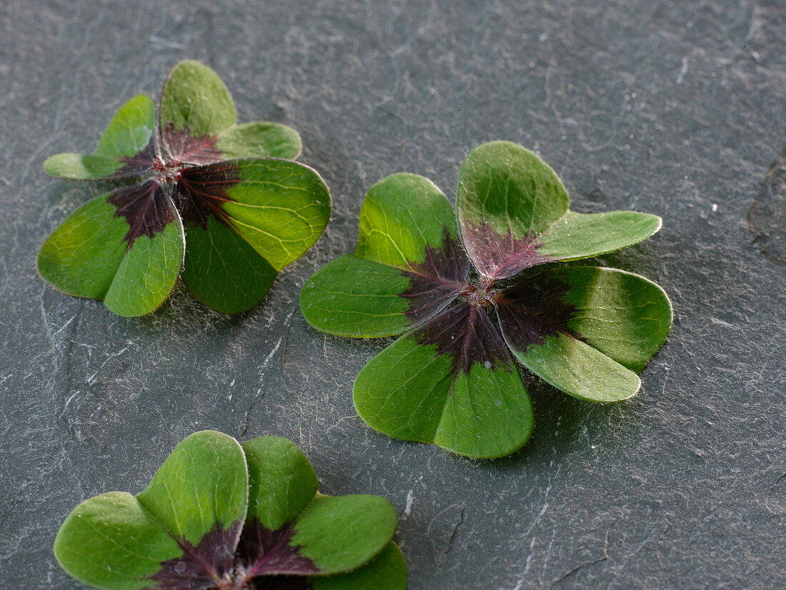 Lucky clover leaves (Oxalis deppei Iron Cross)