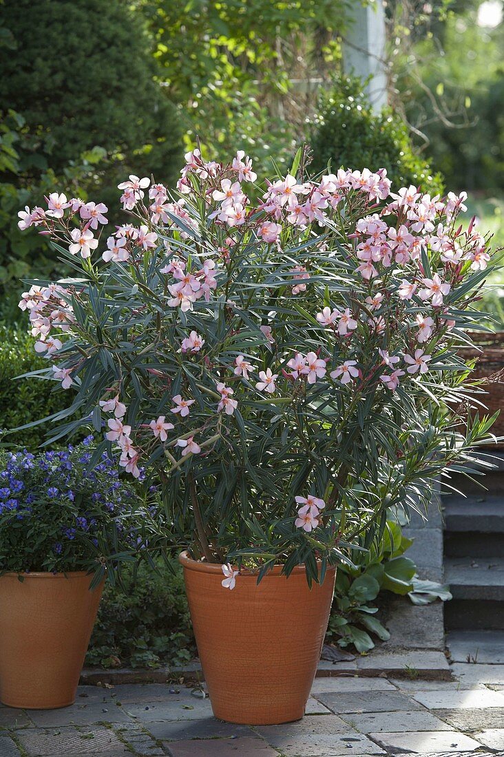 Nerium oleander 'Mme Leon Blum' (Oleander)