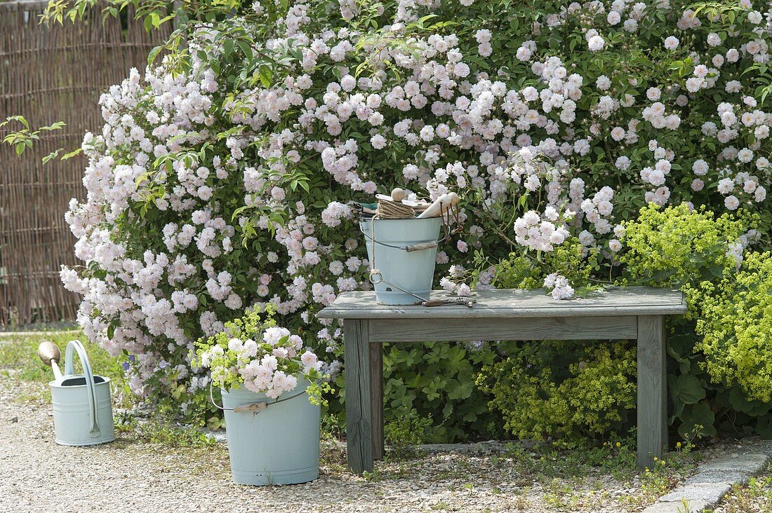 Small bench near Rosa 'Paul's Himalayan Musk'