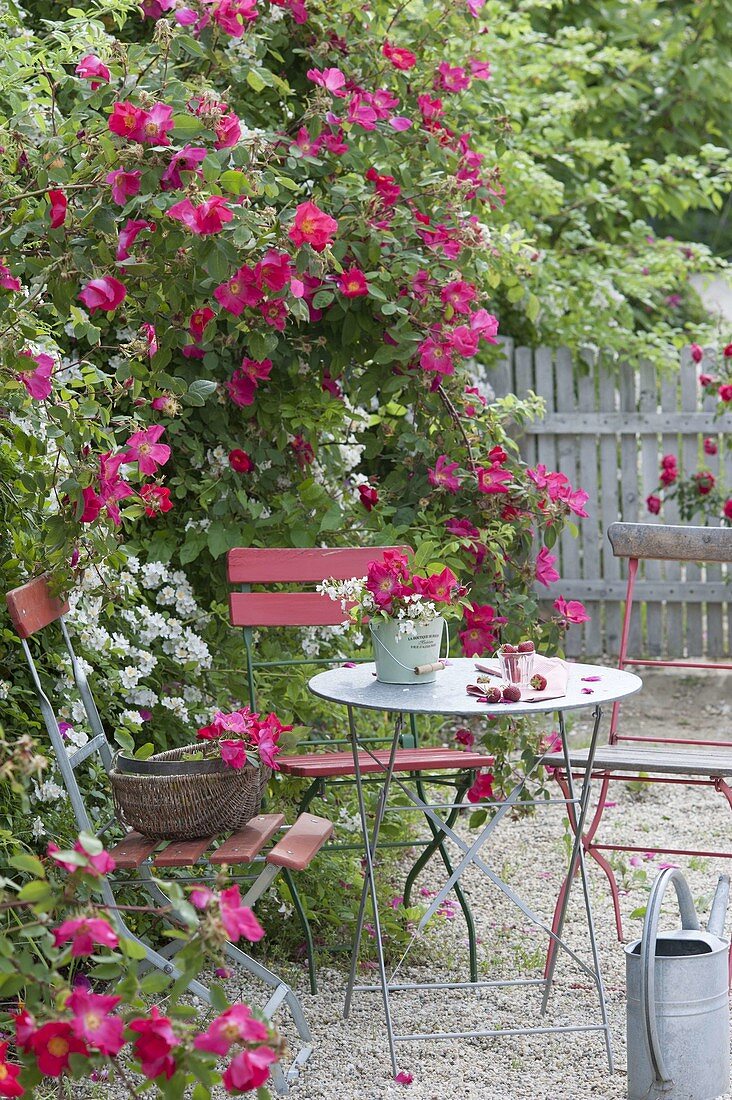 Small seating place on Gravel terrassse with Rose 'Scarlet Glow'