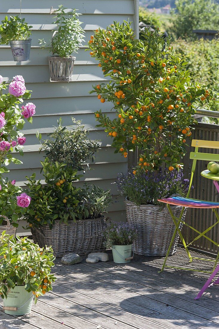 Balcony with Mediterranean plants-Citrofortunella microcarpa