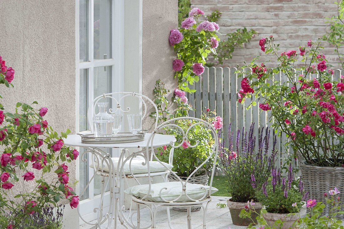 Terrasse mit bluehenden Rosa (Rosen), Salvia nemorosa (Steppen-Salbei)