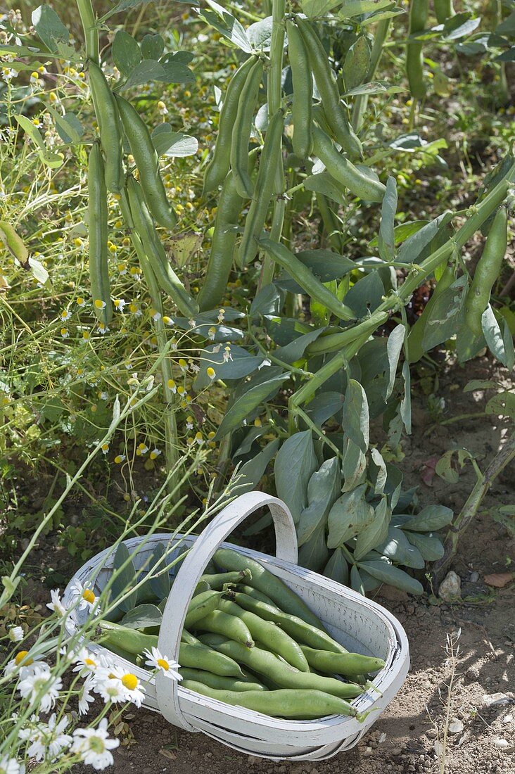 Field bean (bell bean), also broad bean, pork bean, fava bean