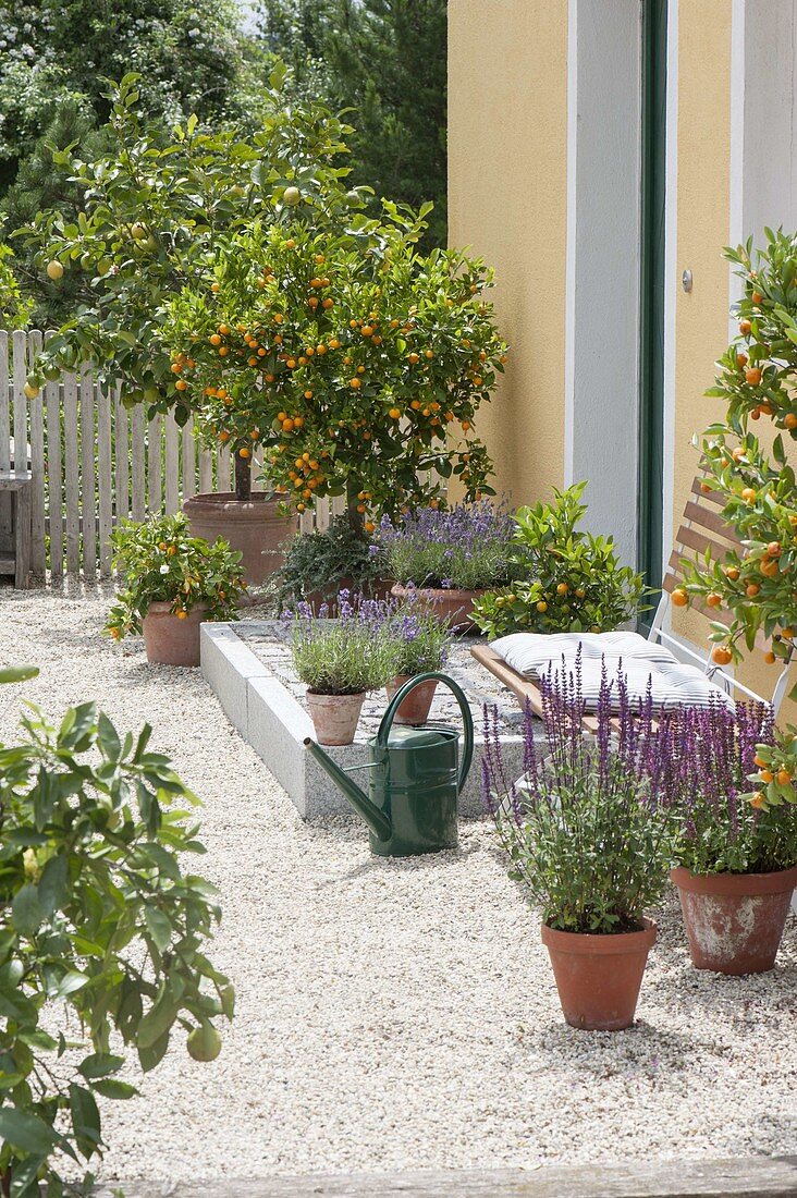 Citrofortunella microcarpa underplanted with rosemary