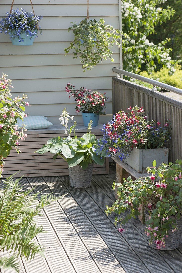 Shadow balcony with fuchsia 'Shadow Dancer Helena', Lobelia