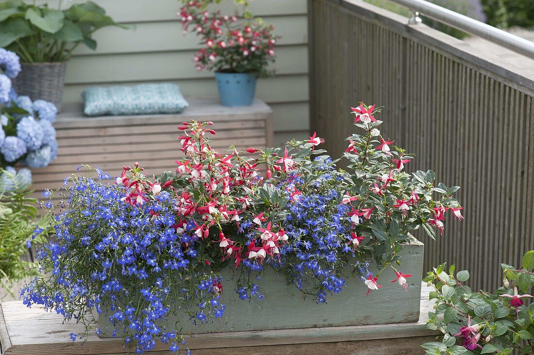 Balcony box with partial and fullshaded plants