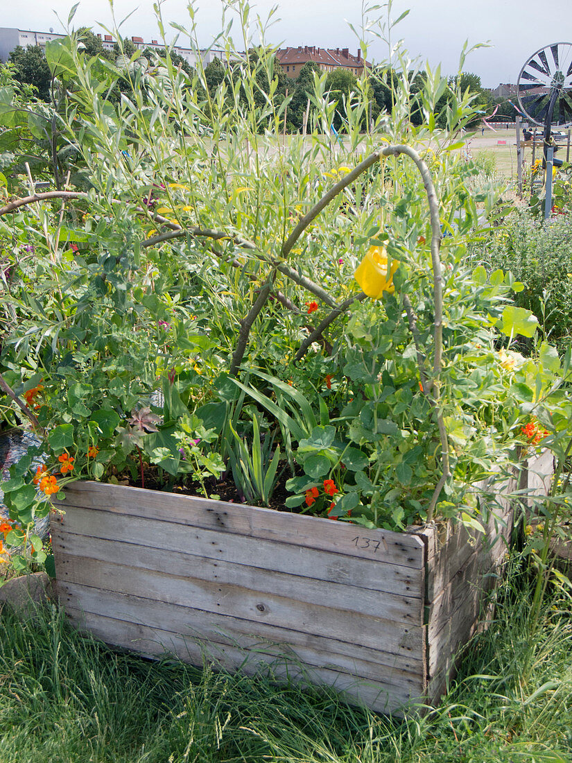 Urban Gardening Berlin