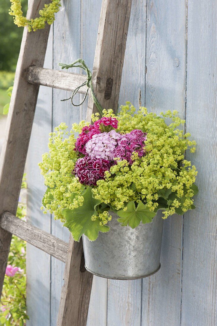 Small Alchemilla mollis bouquet in zinc bucket hung on ladder