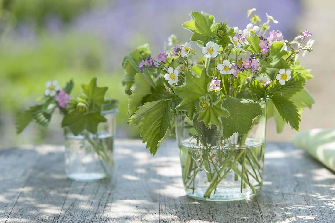 Kleine Straeusschen aus Alchemilla (Frauenmantel), Blüten und Blättern