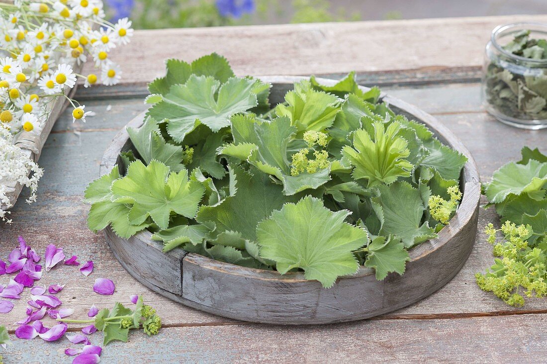 Holz-Tablett mit Blättern und Blüten von Alchemilla mollis (Frauenmantel)