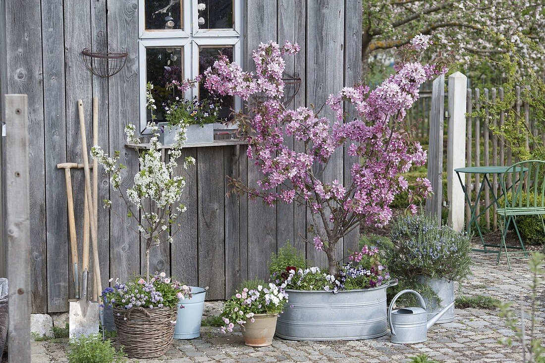 Malus 'Rudolph' (Zierapfel) unterpflanzt mit Viola cornuta (Hornveilchen)