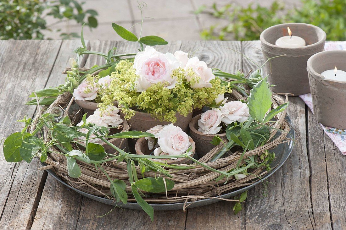 Terracotta pots with roses and alchemilla (lady's mantle)