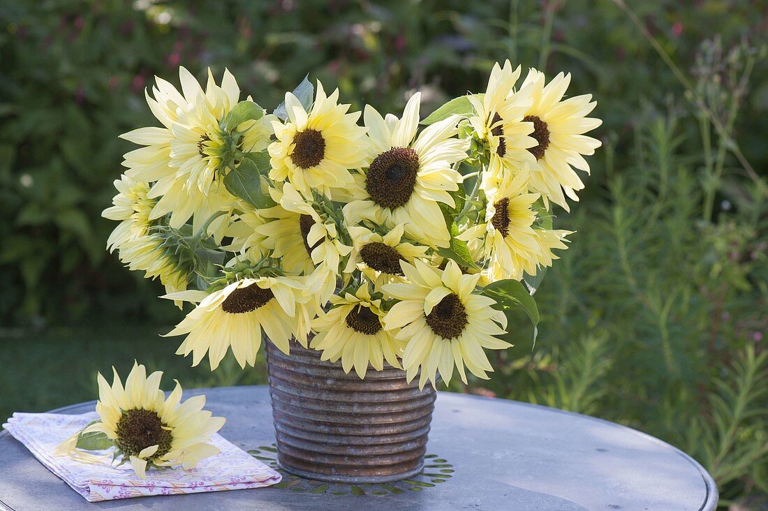 Bouquet of Helianthus annuus 'Garden Statement' (Sunflower)