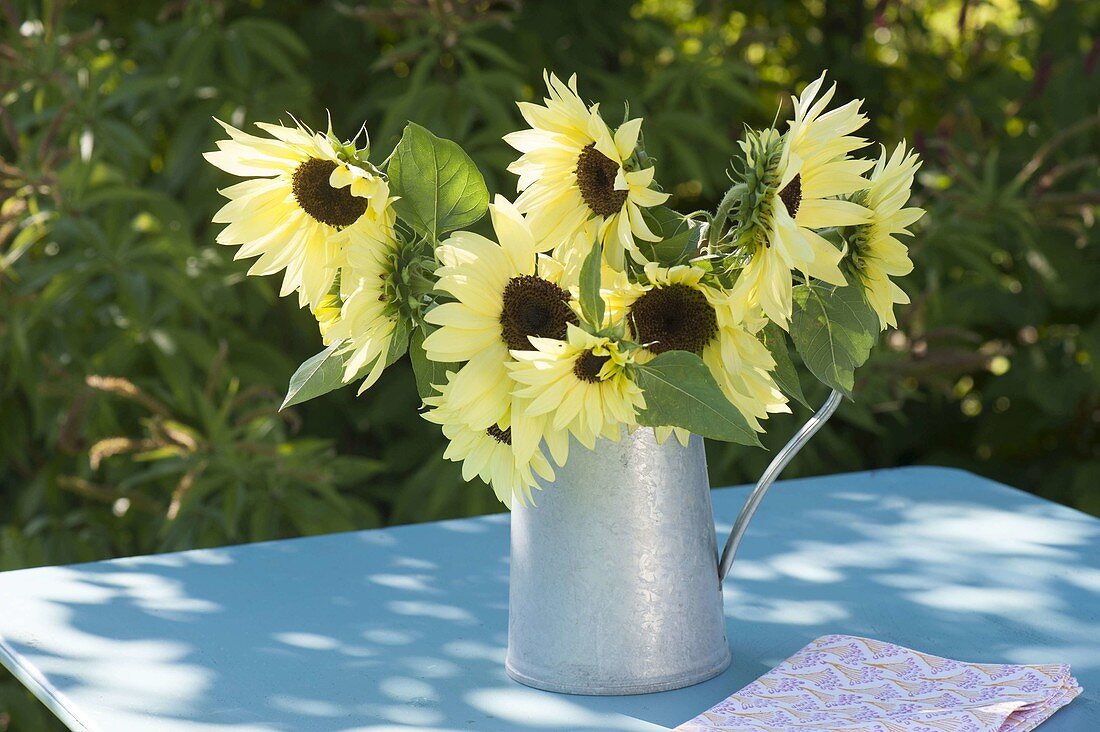 Bouquet of Helianthus annuus 'Garden Statement' (Sunflower)