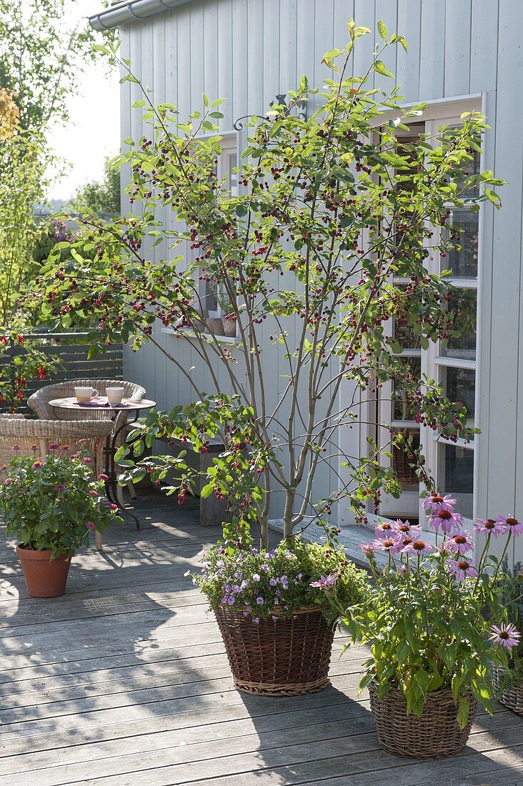 Rock pear with fruits on the terrace