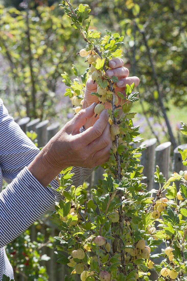 Woman picking yellow gooseberries 'Invicta' (Ribes uva-crispa)