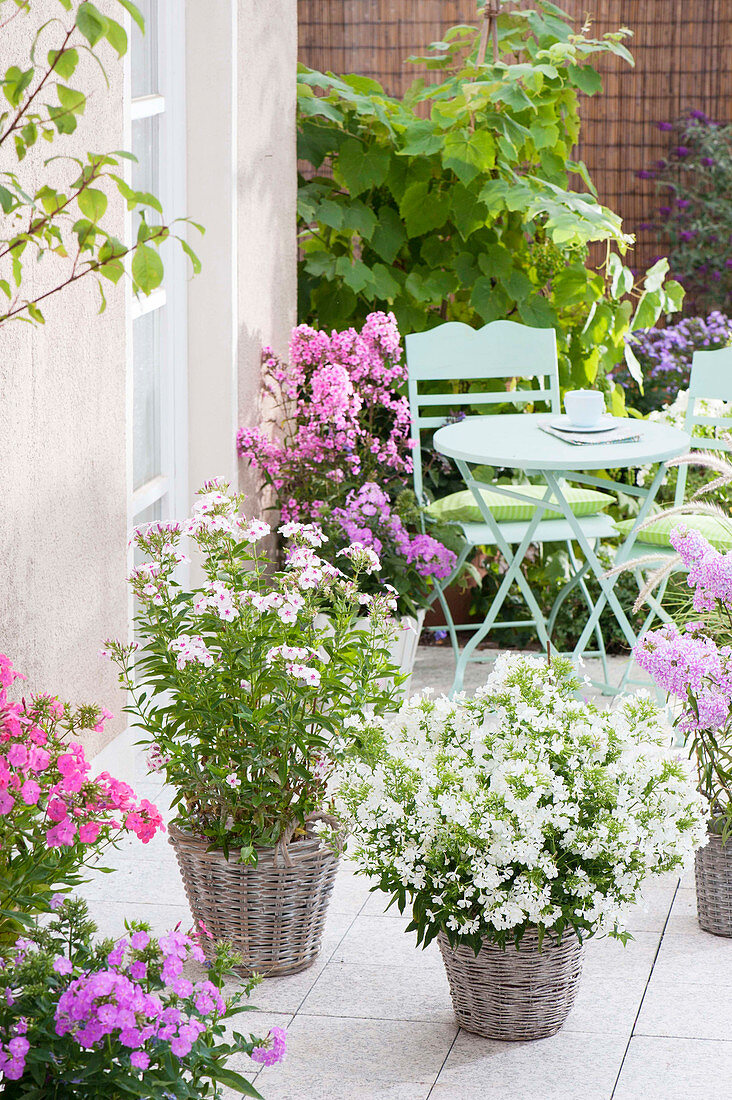 Fragrant terrace with phlox paniculata