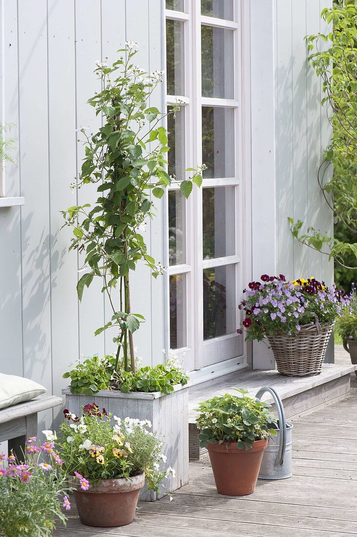 Blackberry 'Navaho' in wooden tub plants