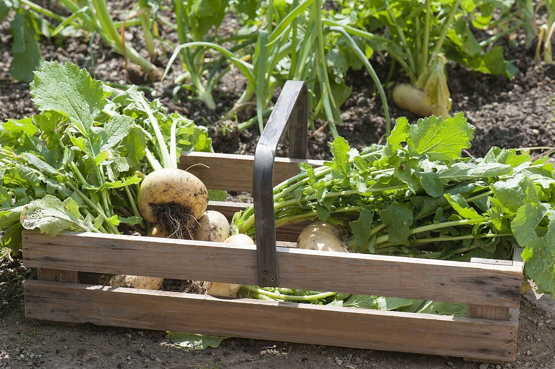 Harvest of yellow Mairübchen in organic garden