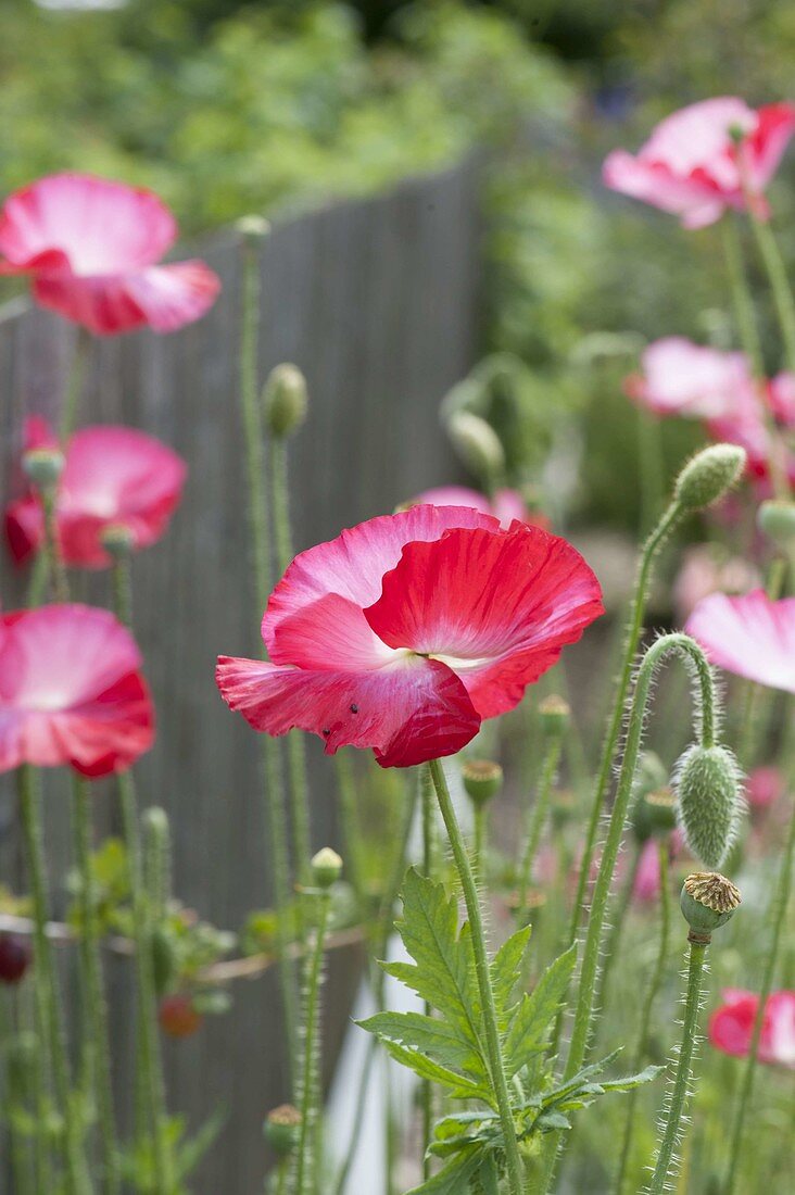 Papaver rhoeas 'Falling in Love' (corn poppy)