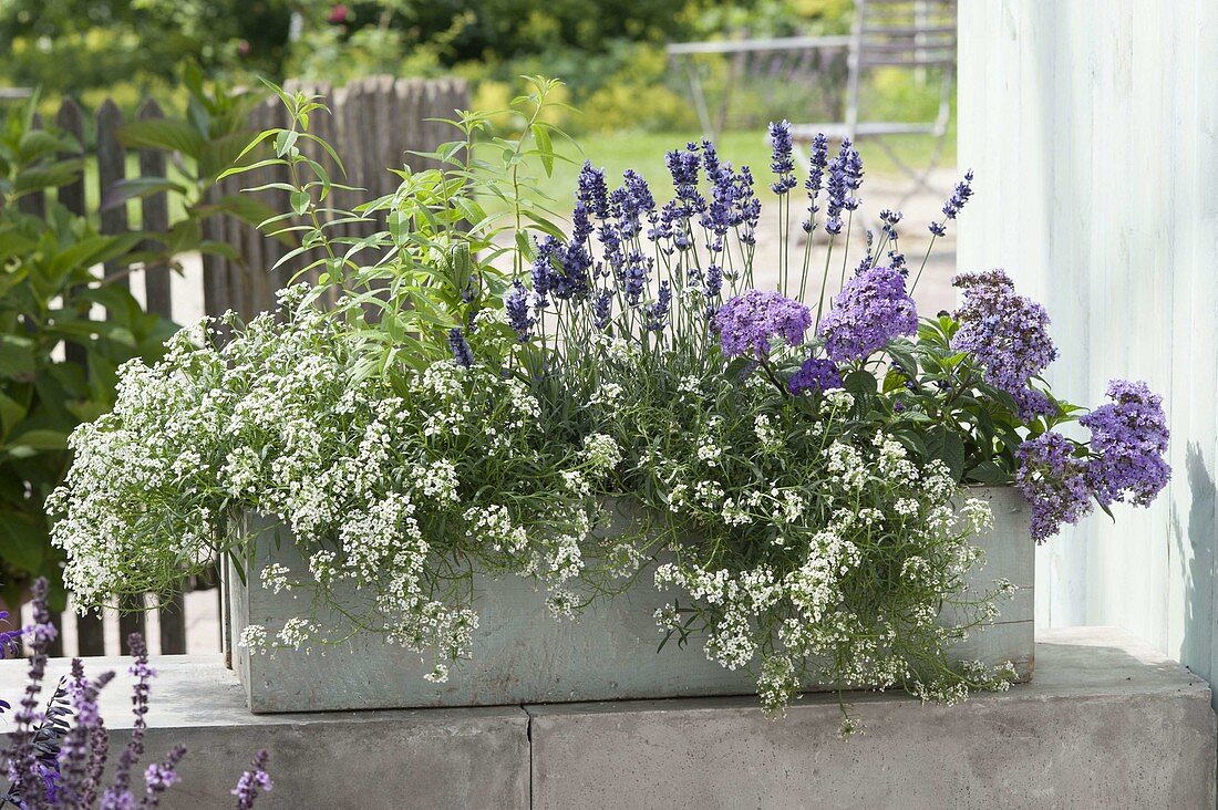 Incense box planted white and blue-purple with Lobularia 'Snow Princess'