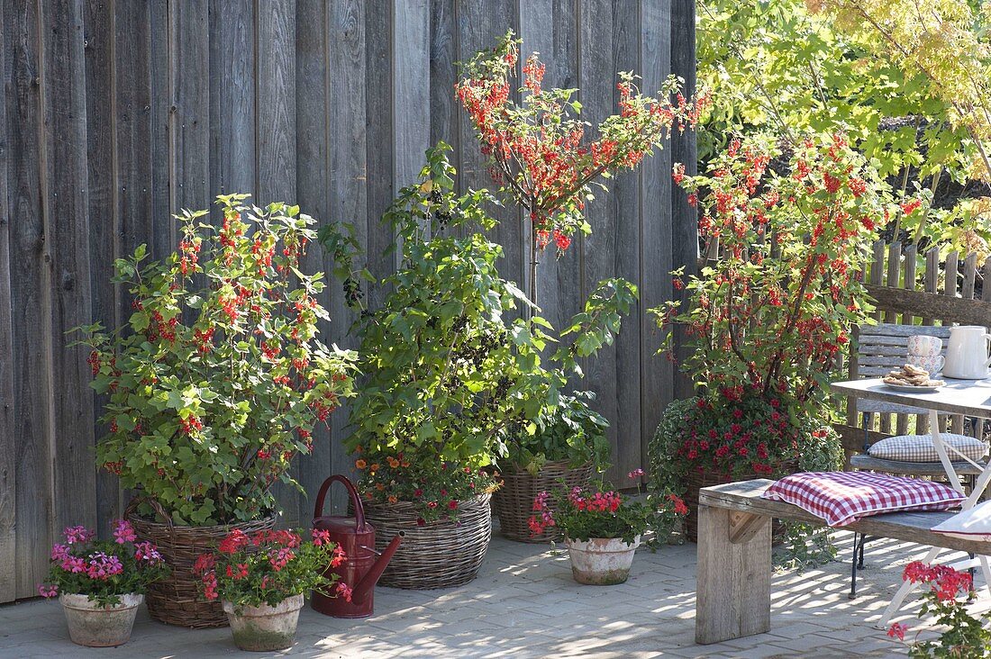 Naschterrace with redcurrants