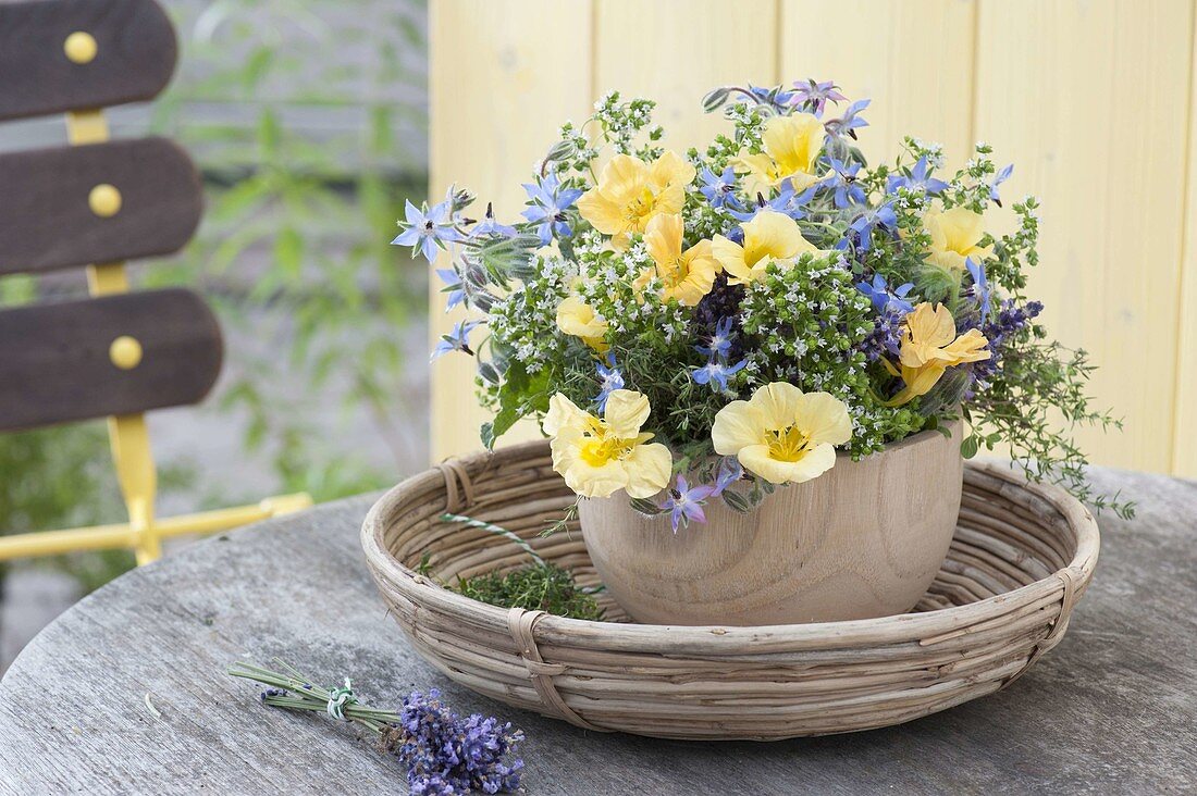 Blue-yellow flowering of Tropaeolum, borage