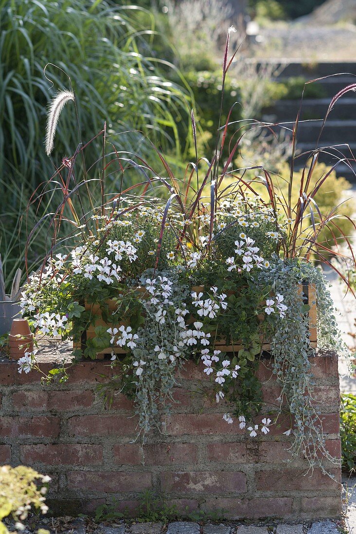 Pelargonium peltatum 'Snow Cascade' (Hanging Geranium)