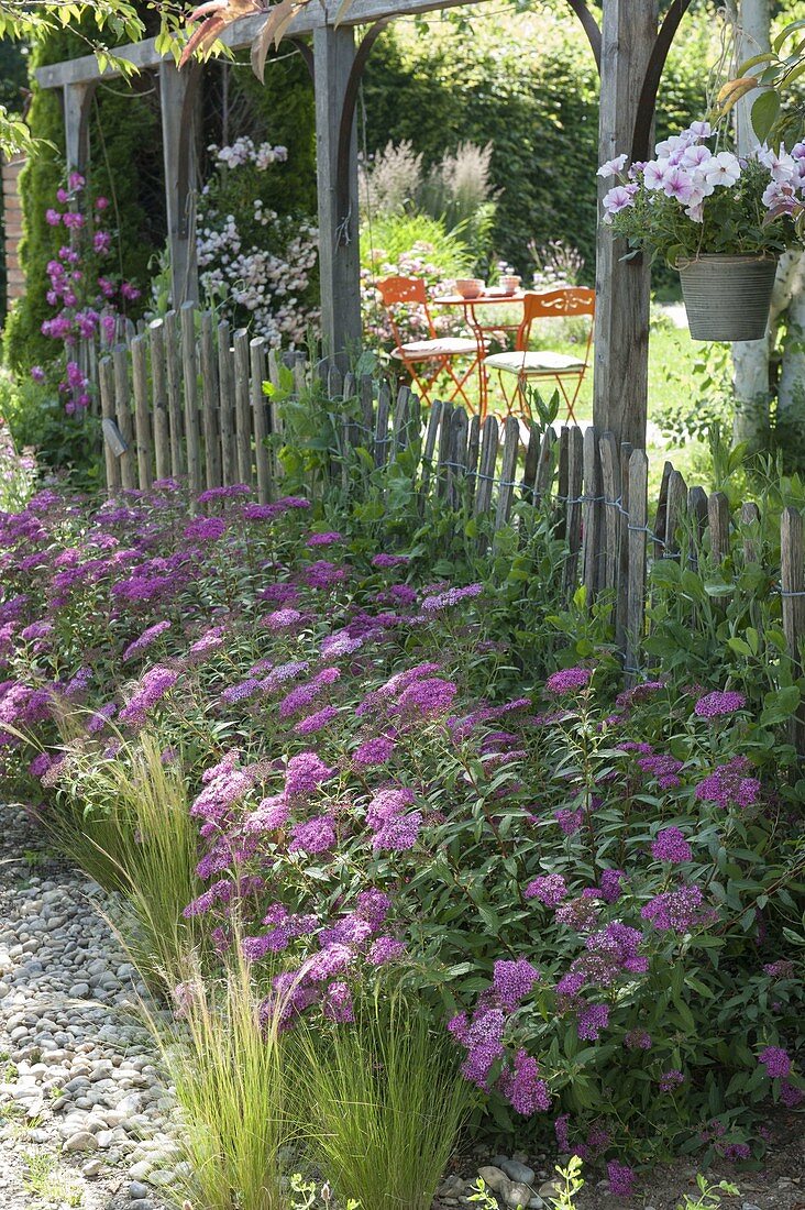 Spiraea bumalda 'Anthony Waterer',