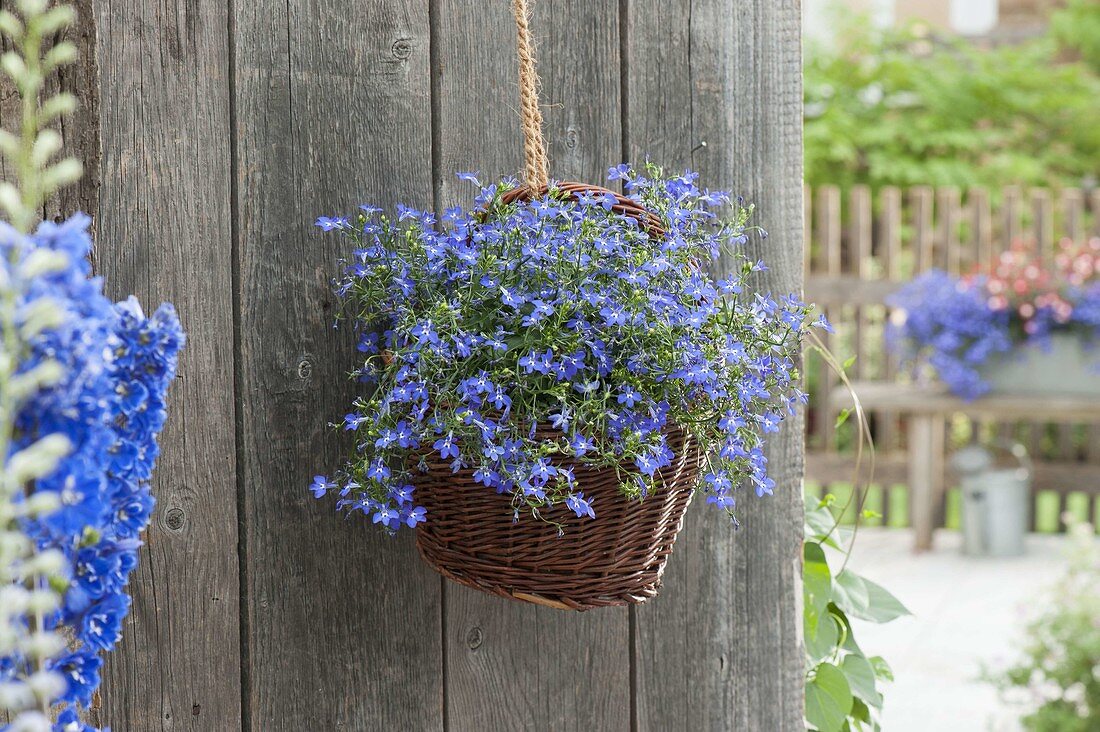 Basket with Lobelia 'Curacao Compact Dark Blue' as hanging basket