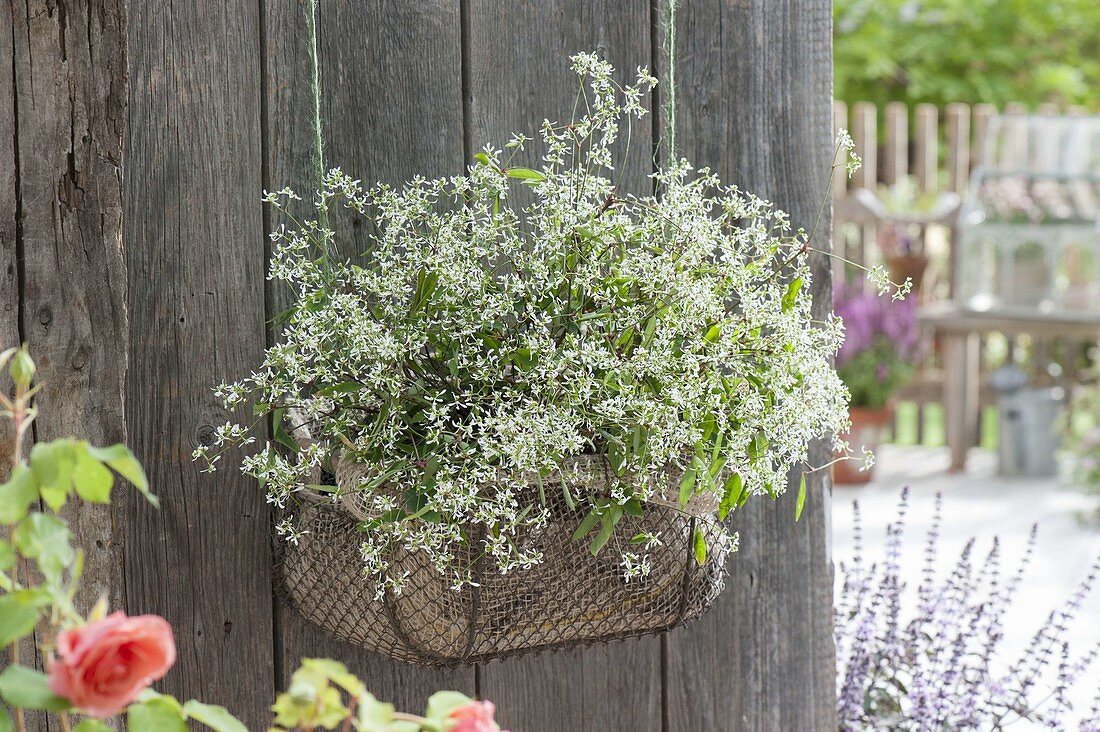 Wire basket with Euphorbia hypericifolia 'Euphoric White'