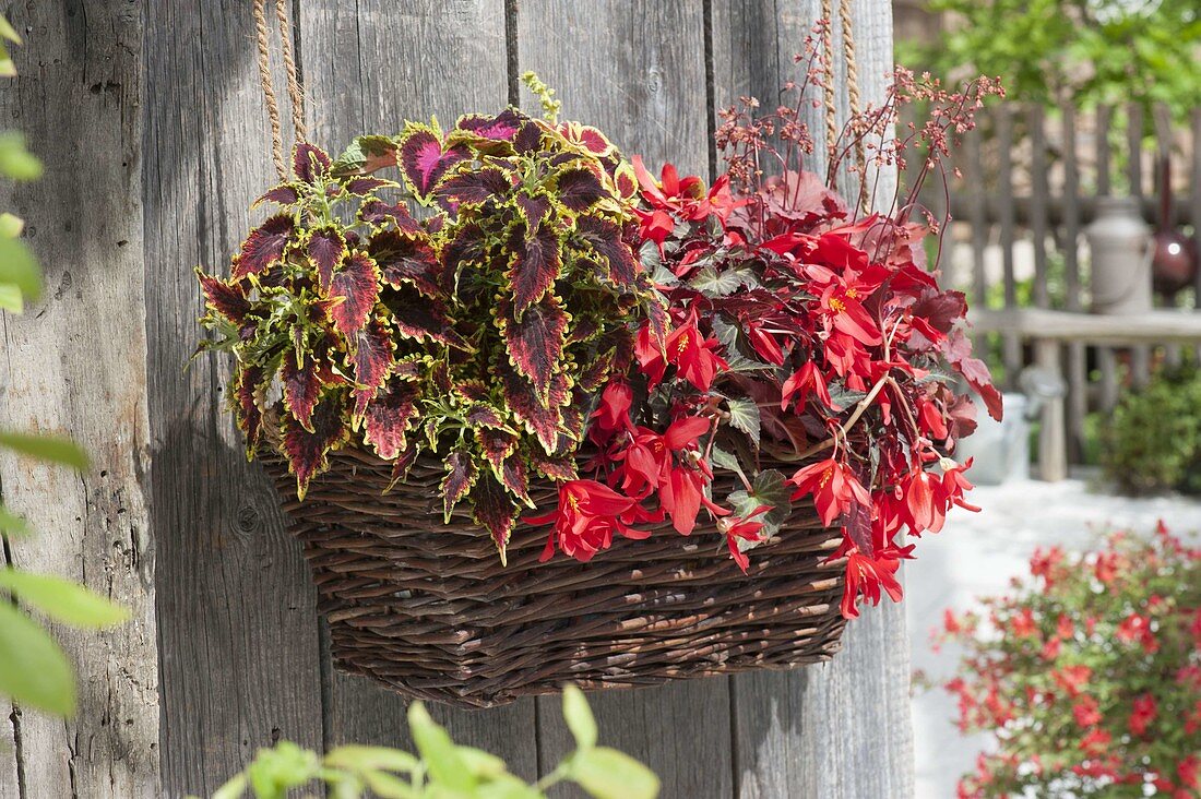 Solenostemon 'Royal Scot', Begonia boliviensis 'Dark Elegance'