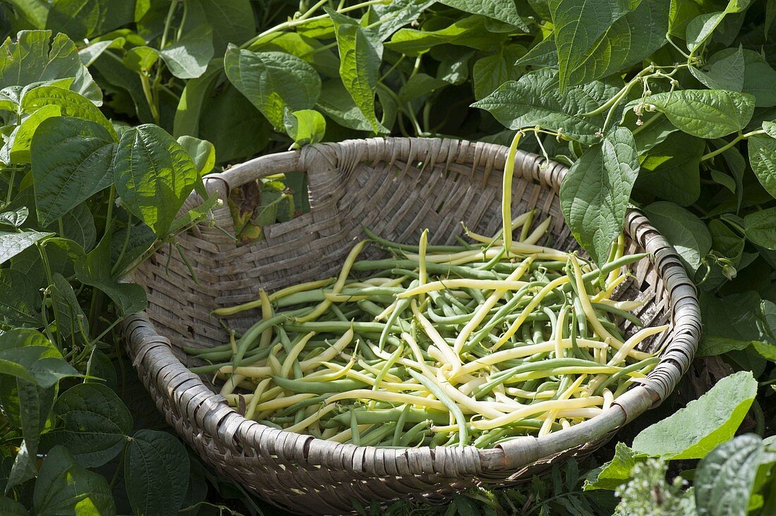 Frisch gepflueckte Buschbohnen (Phaseolus) im Korb am Beet