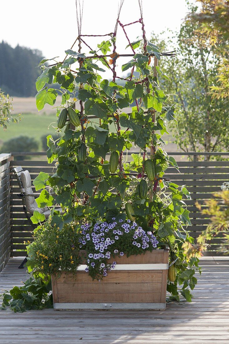 Holzkasten mit Gurken (Cucumis) am Spalier