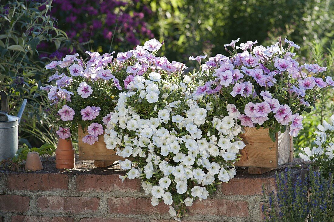 Holzkasten mit Petunia surfinia 'White Rose Vein' 'Snow' (Petunien)