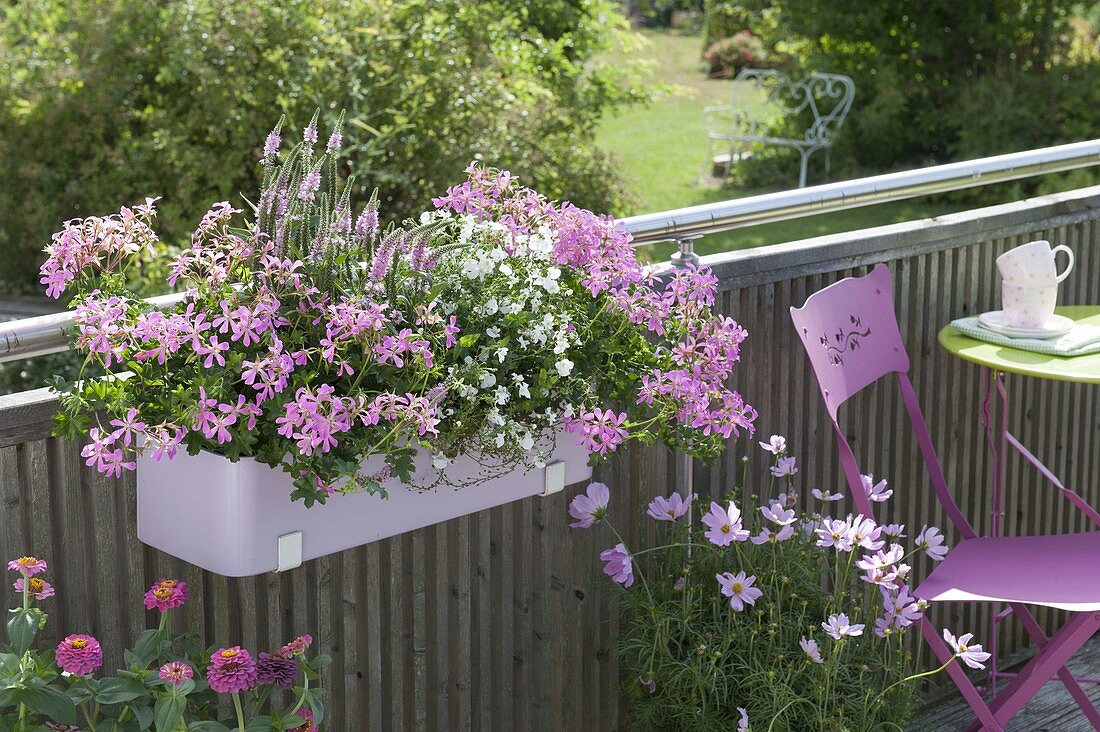 Balcony Box with Pelargonium peltatum 'Decora Purple'