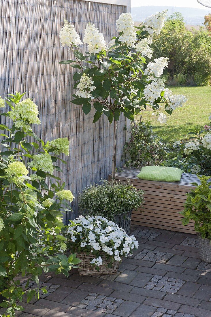 Hydrangea paniculata 'Pinky Winky' (panicle hydrangea) as a stem