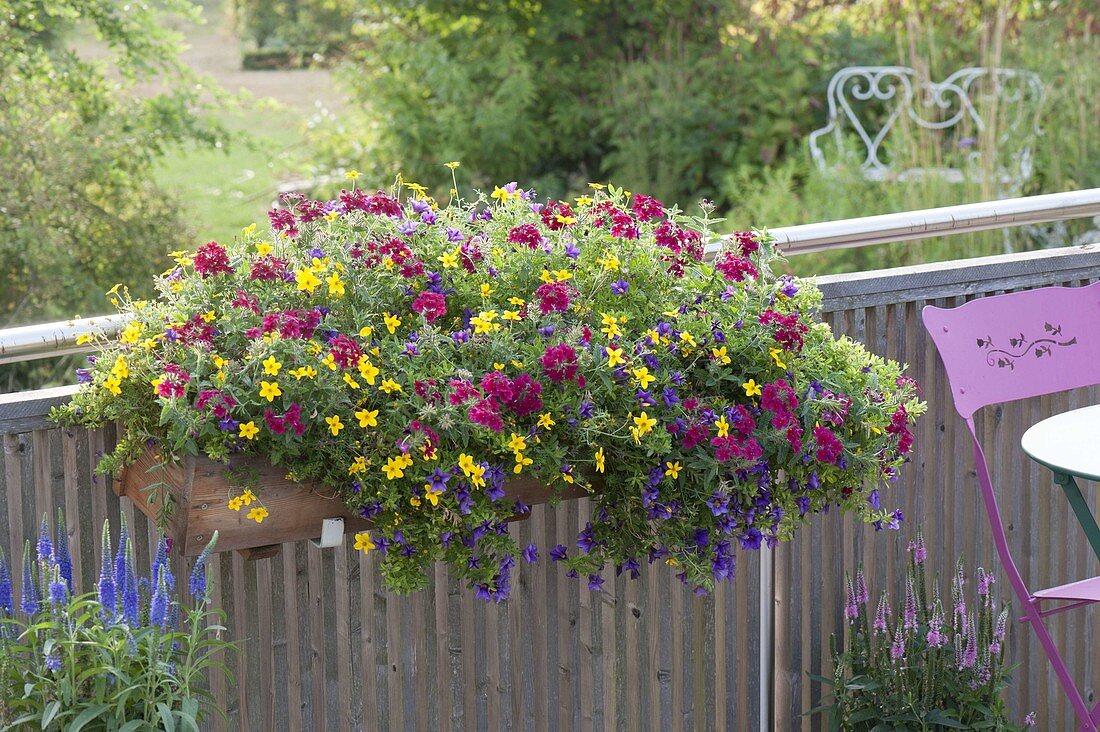 Colorful balcony box with trio from verbena (verbena), Bidens