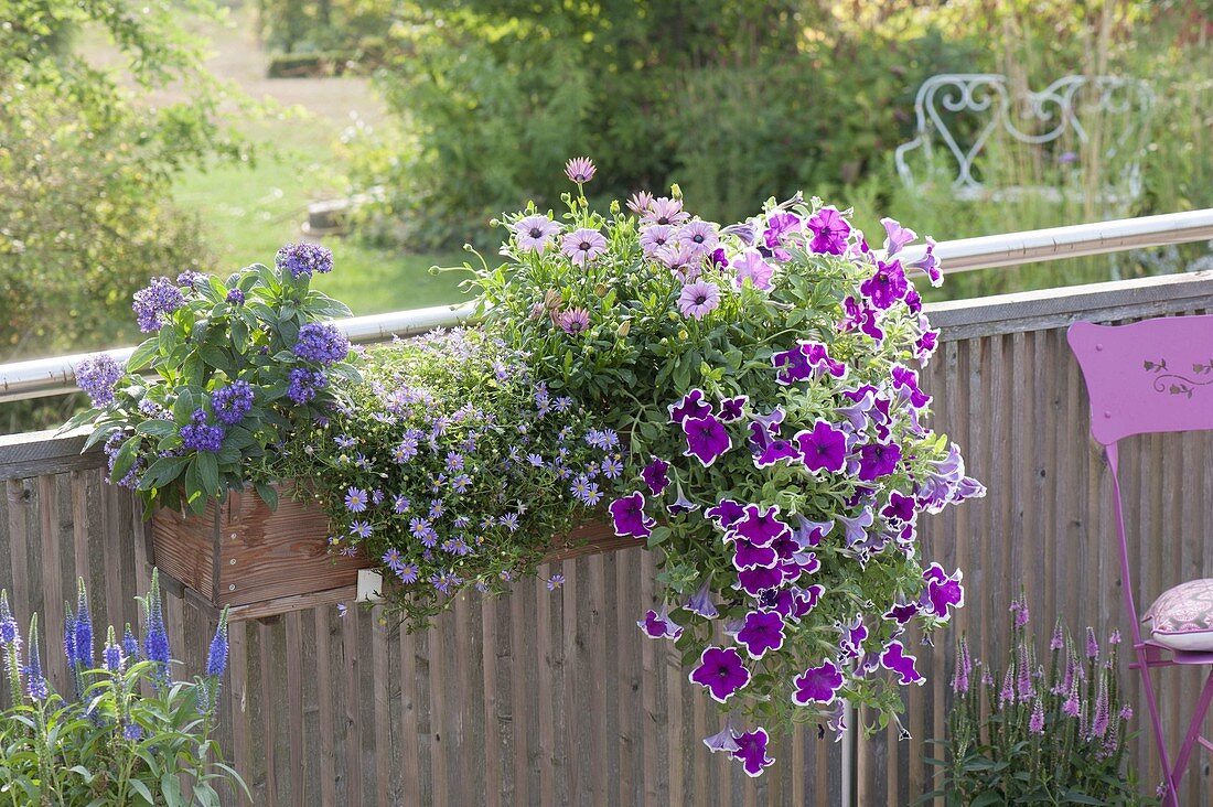 Balcony box with Petunia Sanguna 'Purple Picotee', Heliotropium