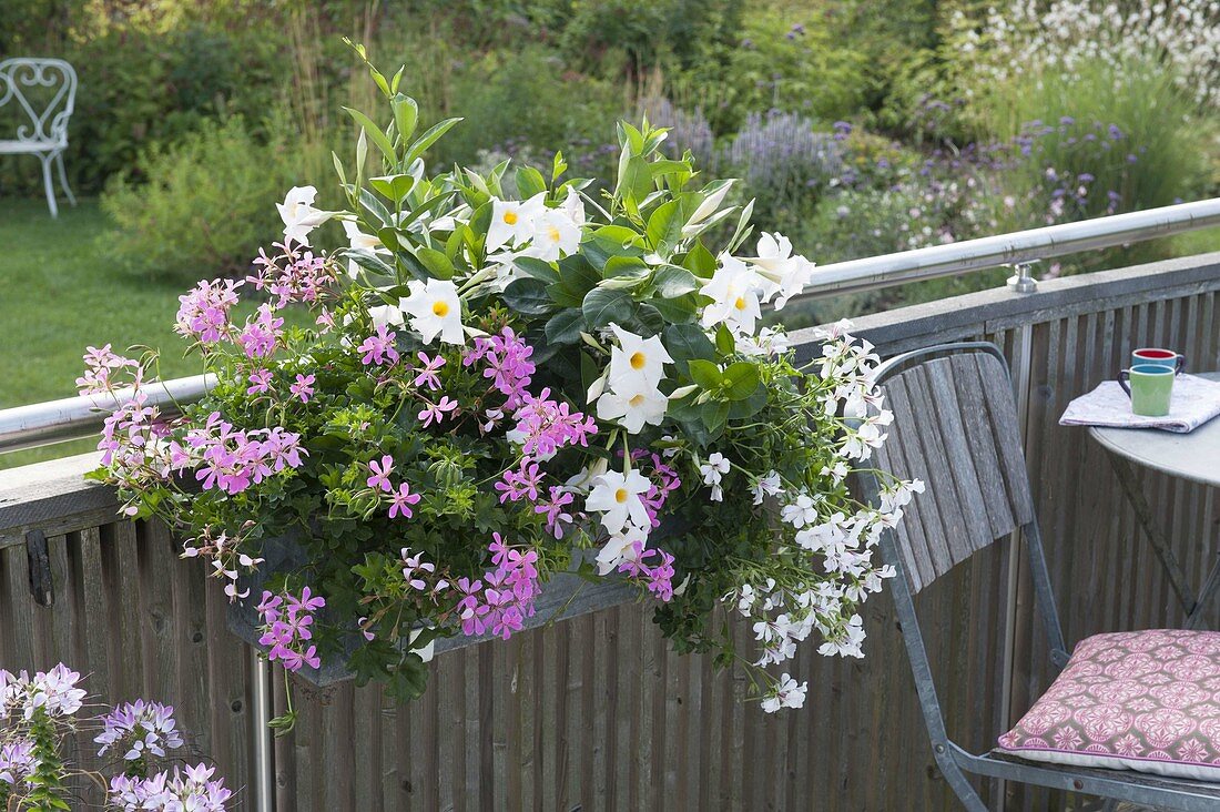 Balcony box planted pink and white Pelargonium peltatum 'Decora Rosa'