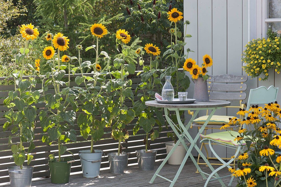 Yellow balcony with Helianthus annuus (sunflower) in buckets